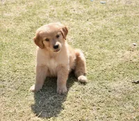 Red, a male Golden Retriever for sale in Phoenix, AZ – Photo 3 of 3