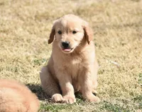 Red, a male Golden Retriever for sale in Phoenix, AZ – Photo 1 of 3