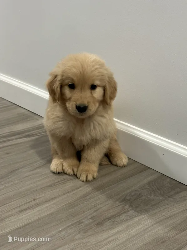 Rose – Golden Retriever puppy for sale in Phoenix, AZ