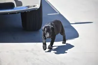 Black, a male Labrador Retriever for sale in Phoenix, AZ – 4 of 4