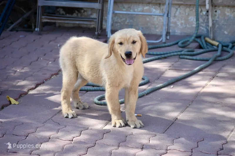 Blue – Golden Retriever puppy for sale in Phoenix, AZ