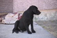 Black, a male Labrador Retriever for sale in Phoenix, AZ – 3 of 4