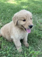 Red, a male Golden Retriever for sale in Phoenix, AZ – 3 of 3