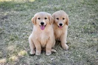 Yellow, a female Golden Retriever for sale in Phoenix, AZ – 2 of 5