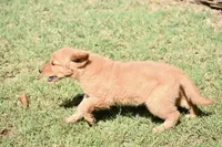 Blue, a male Golden Retriever for sale in Phoenix, AZ – Photo 3 of 3