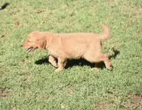 Blue, a male Golden Retriever for sale in Phoenix, AZ – Photo 2 of 3