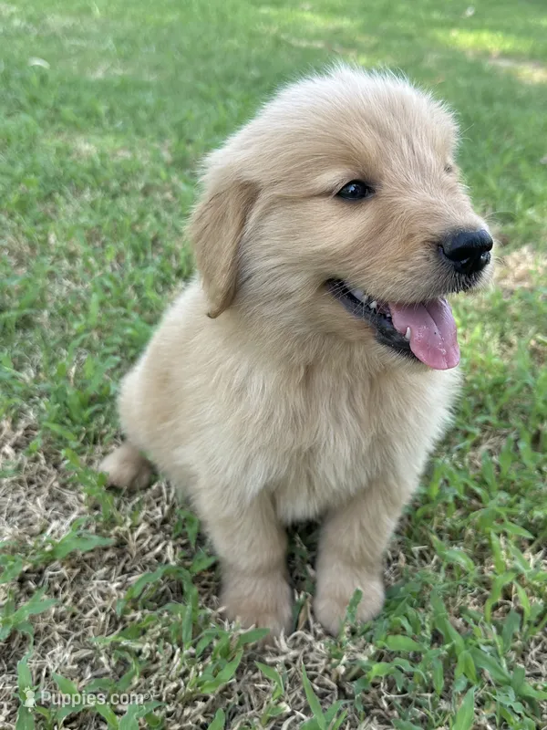Red – Golden Retriever puppy for sale in Phoenix, AZ