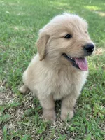 Red, a male Golden Retriever for sale in Phoenix, AZ – 1 of 3