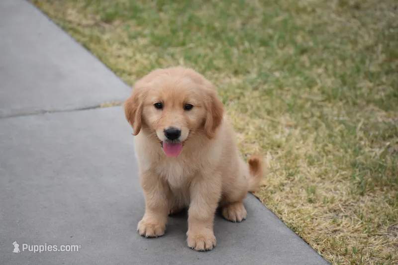 Green – Golden Retriever puppy for sale in Phoenix, AZ