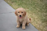 Green, a male Golden Retriever for sale in Phoenix, AZ – 1 of 3