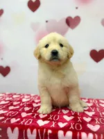 Chuck, a male Golden Retriever for sale in Phoenix, AZ – Photo 1 of 4