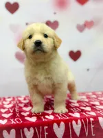 Chuck, a male Golden Retriever for sale in Phoenix, AZ – Photo 2 of 4