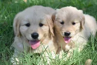 Chuck, a male Golden Retriever for sale in Phoenix, AZ – Photo 4 of 4