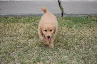 Green, a male Golden Retriever for sale in Phoenix, AZ – 2 of 3