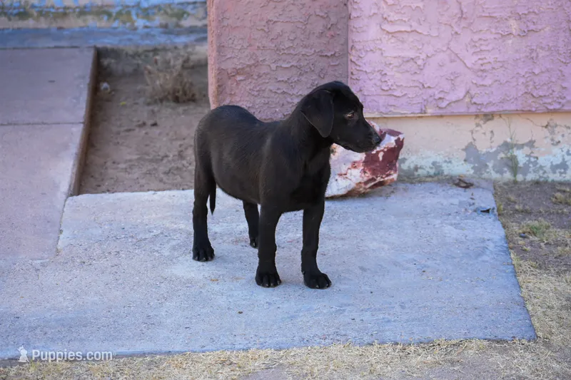 Black – Labrador Retriever puppy for sale in Phoenix, AZ