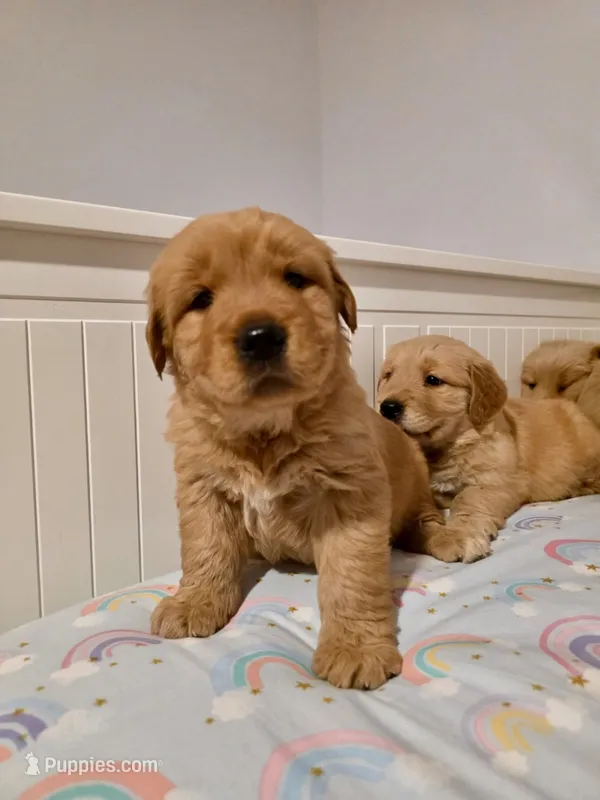 Rose – Golden Retriever puppy for sale in Phoenix, AZ