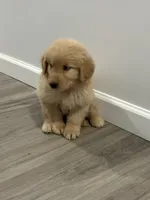 Rose, a female Golden Retriever for sale in Phoenix, AZ – 2 of 2