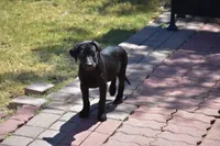 Black, a male Labrador Retriever for sale in Phoenix, AZ – 2 of 4