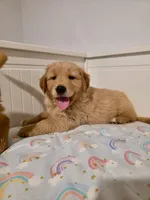 Blue, a male Golden Retriever for sale in Phoenix, AZ – 1 of 2