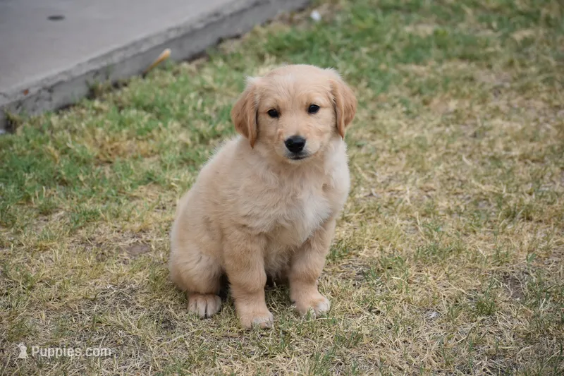 Yellow – Golden Retriever puppy for sale in Phoenix, AZ