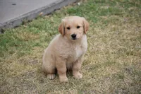 Yellow, a female Golden Retriever for sale in Phoenix, AZ – 1 of 3