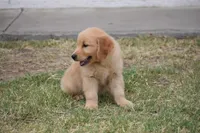 Green, a male Golden Retriever for sale in Phoenix, AZ – 3 of 3