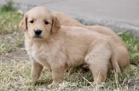 Blue, a male Golden Retriever for sale in Phoenix, AZ – Photo 1 of 2