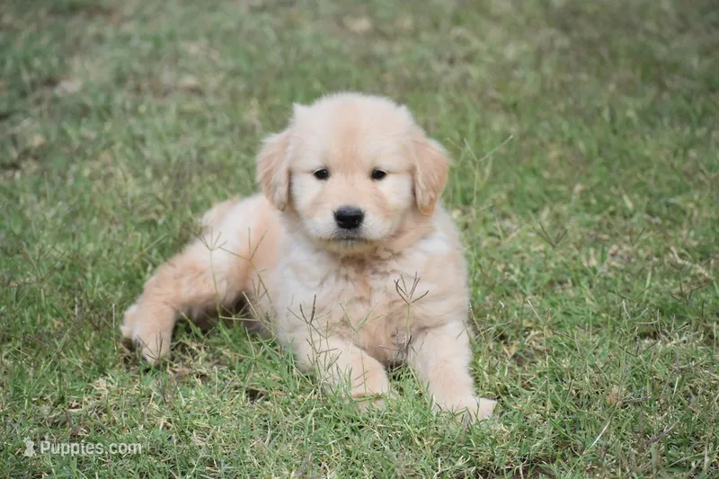 Blue – Golden Retriever puppy for sale in Phoenix, AZ