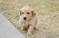 Blue, a male Golden Retriever for sale in Phoenix, AZ – Photo 2 of 2