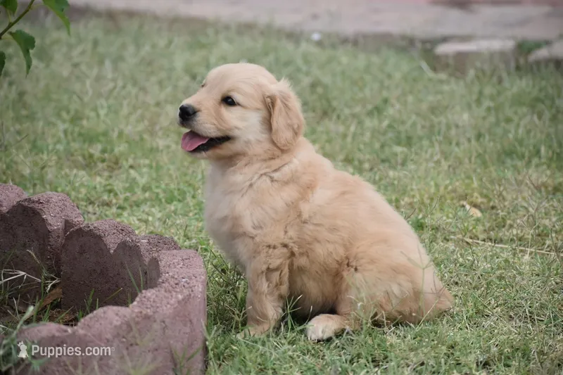 Yellow – Golden Retriever puppy for sale in Phoenix, AZ