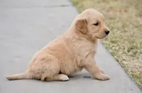 Yellow, a female Golden Retriever for sale in Phoenix, AZ – Photo 2 of 2