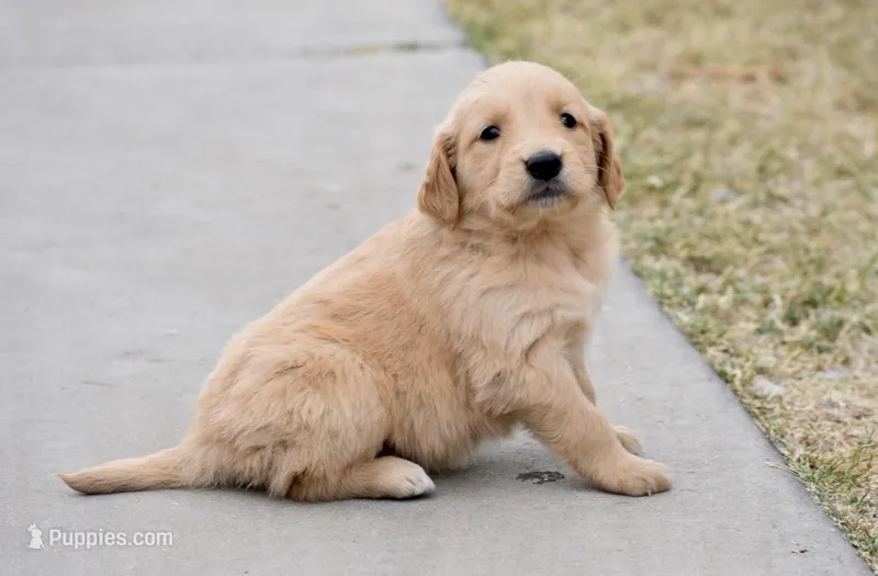 Yellow, a female Golden Retriever for sale in Phoenix, AZ – Photo 1 of 2