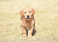 Pink, a female Golden Retriever for sale in Phoenix, AZ – Photo 1 of 3
