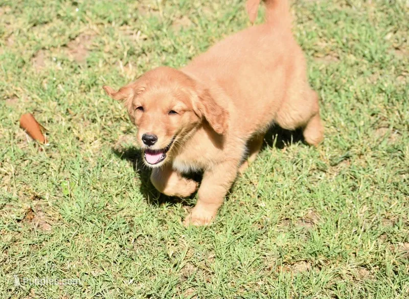 Pink – Golden Retriever puppy for sale in Phoenix, AZ