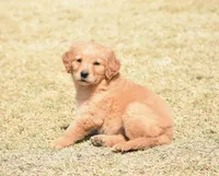 Pink, a female Golden Retriever for sale in Phoenix, AZ – Photo 2 of 3