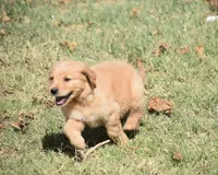 Pink, a female Golden Retriever for sale in Phoenix, AZ – Photo 3 of 3