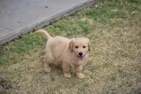 Yellow, a female Golden Retriever for sale in Phoenix, AZ – 3 of 3