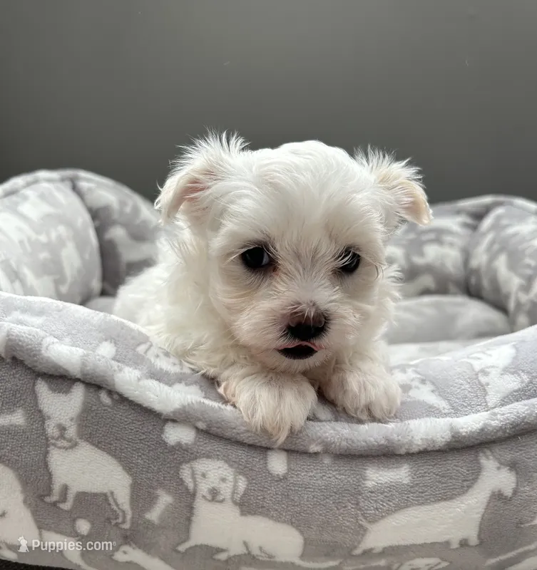 Mia – Maltese puppy for sale in Elgin, IL