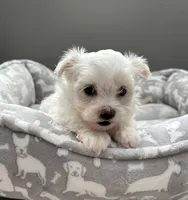 Mia, a female Maltese for sale in Elgin, IL – 1 of 3