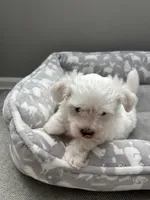 Teddy, a male Maltese for sale in Elgin, IL – 2 of 3