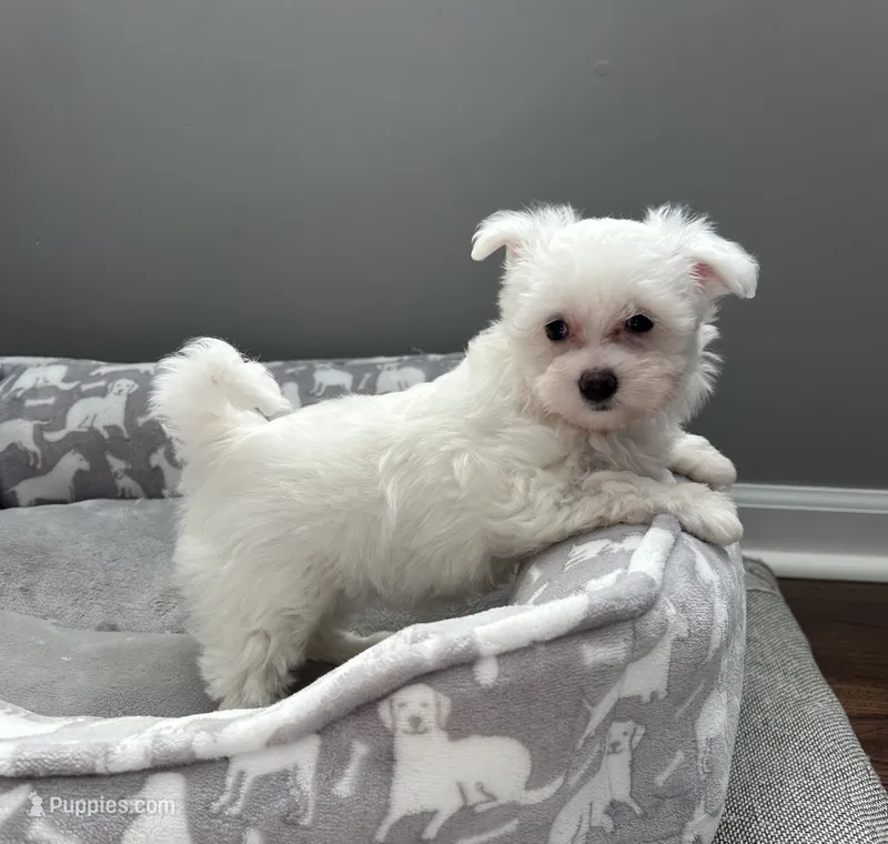 Mia – Maltese puppy for sale in Elgin, IL
