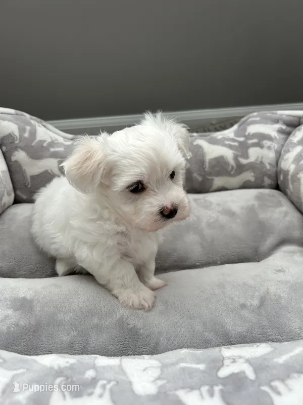 Coco – Maltese puppy for sale in Elgin, IL