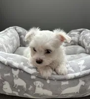 Emmy, a female Maltese for sale in Elgin, IL – 2 of 3