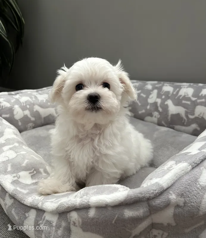 Teddy – Maltese puppy for sale in Elgin, IL