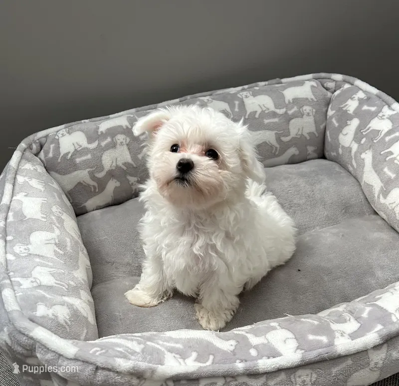 Mia – Maltese puppy for sale in Elgin, IL