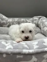 Coco, a female Maltese for sale in Elgin, IL – 3 of 3