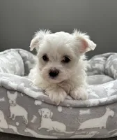 Emmy, a female Maltese for sale in Elgin, IL – 3 of 3