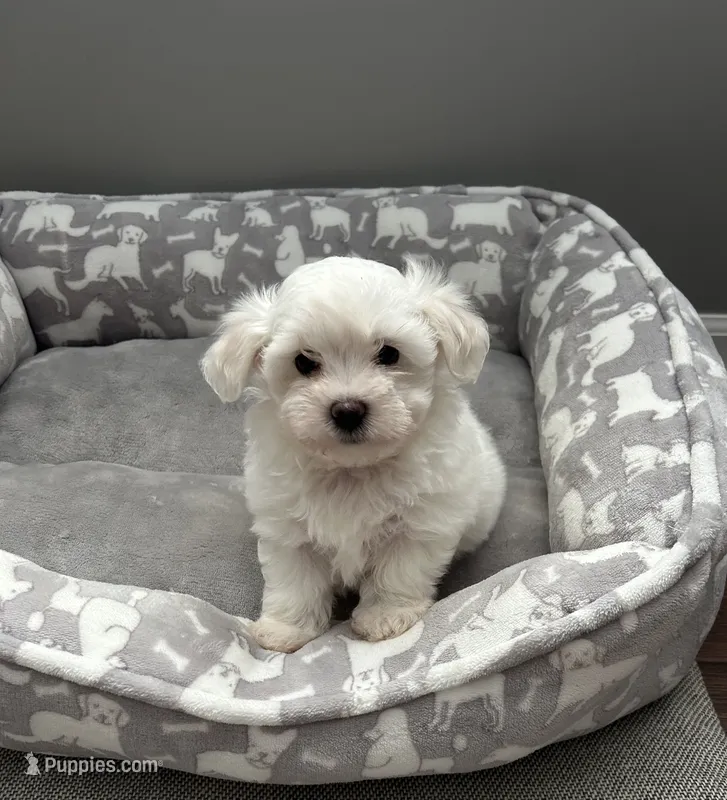 Teddy – Maltese puppy for sale in Elgin, IL