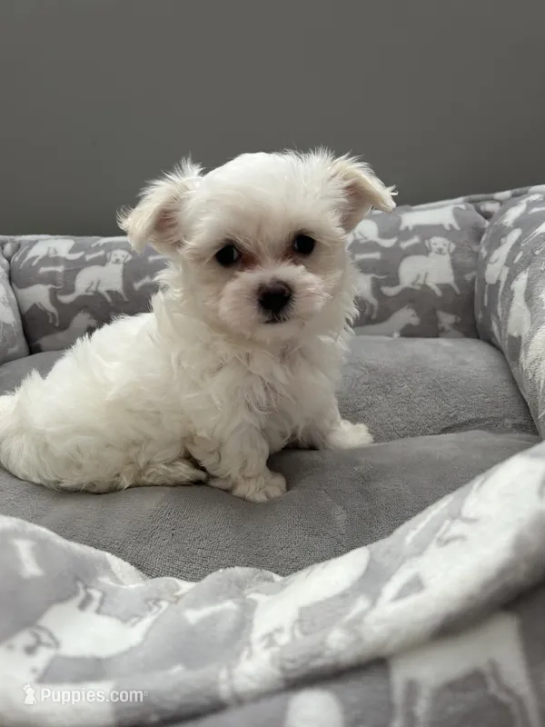 Emmy – Maltese puppy for sale in Elgin, IL
