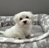 Coco pending, a female Maltese for sale in Elgin, IL – 3 of 5